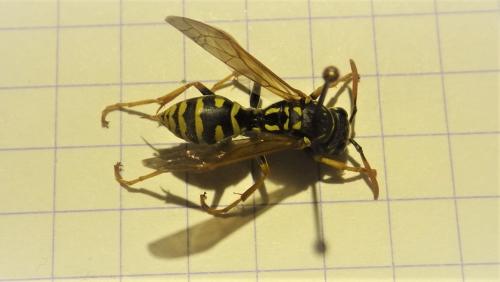 Polistes dominula